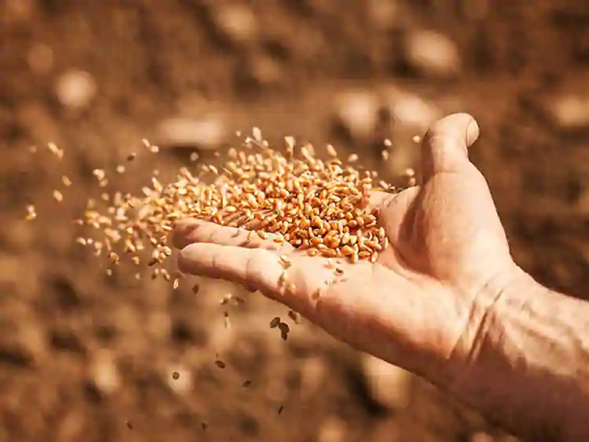 Agriculture News Rajiv Gandhi Kisan Beej Uphar Yojana Buying seeds from Rajasthan State Seed Corporation farmers can win tractors